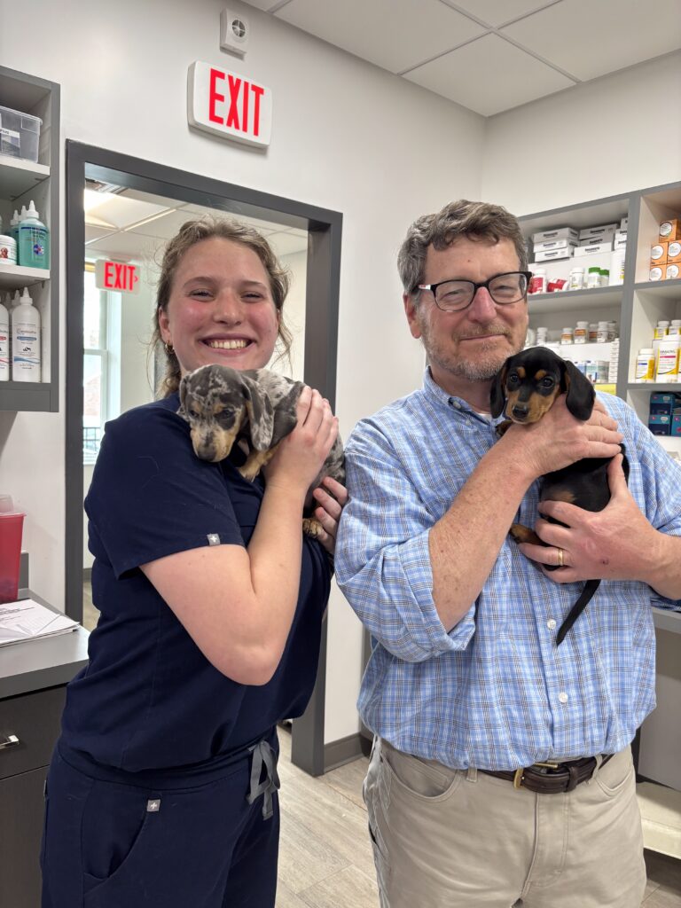 Belle Meade Animal Hospital Lead Vet, Dr. Edwards, smiling holding black and orange dachshund puppy while smiling along with Technician Megan holding 2nd Dapple colored Dachshund puppy and smiling.